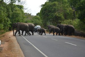 Elefanten auf der Straße