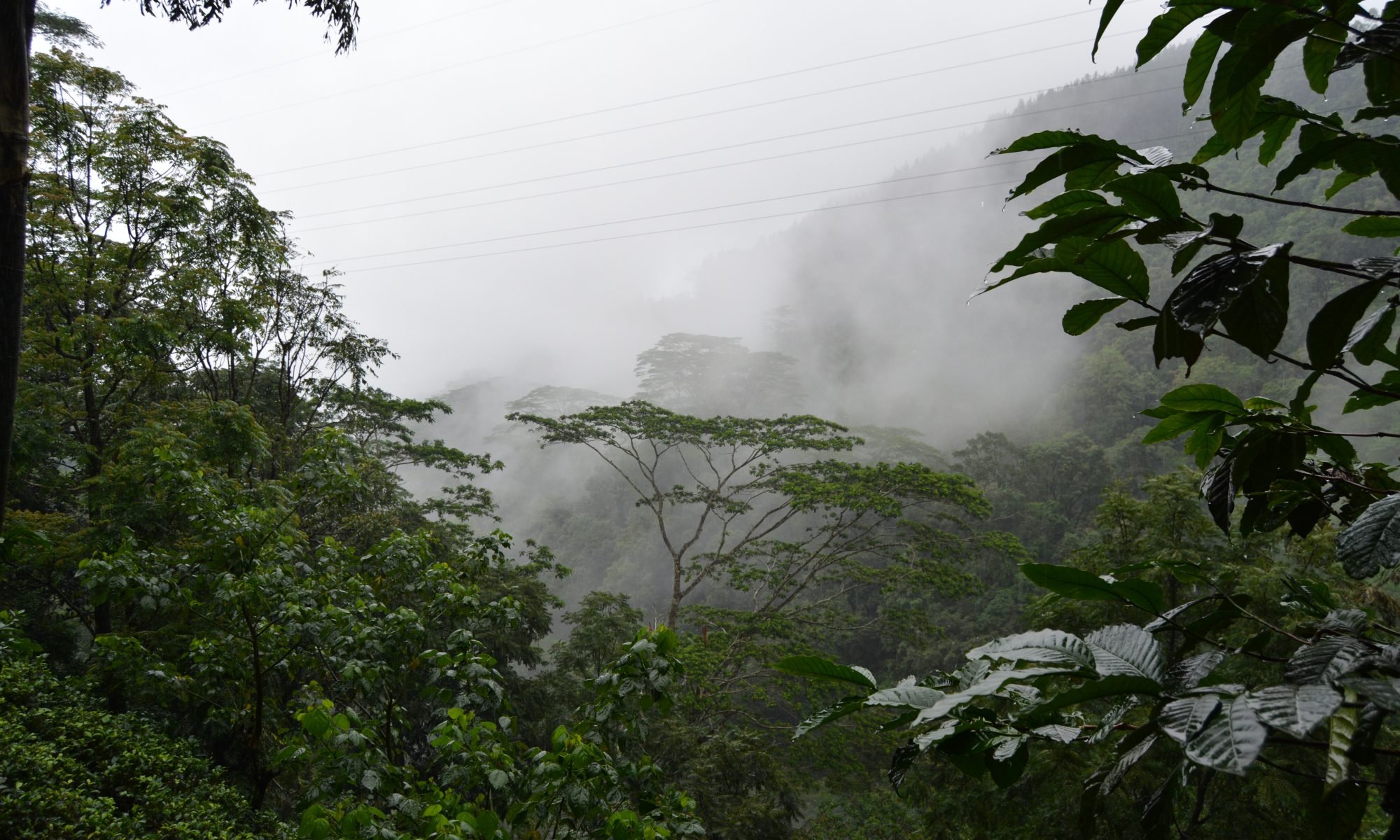 Regenwald in Sri Lanka
